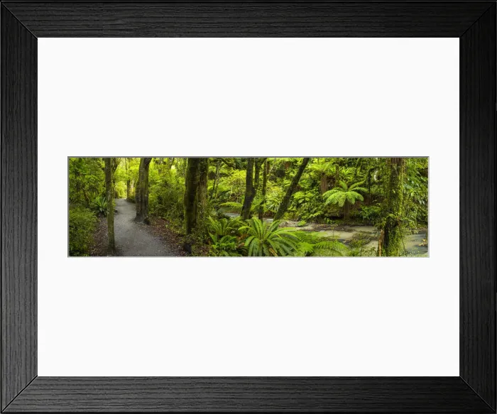 Framed Print : Path Through Tropical Rain Forest, The Catlins, New Zealand Framed Print : Path Through Tropical Rain Forest, The Catlins, New Zealand