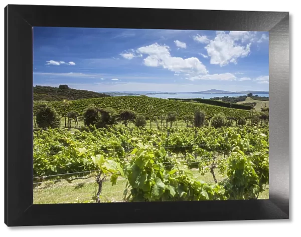 Vines of Mudbrick Vineyard and Restaurant, Waiheke Island, Auckland, North Island