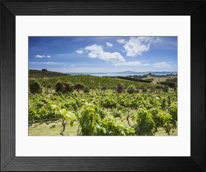 Framed Print : Vines of Mudbrick Vineyard and Restaurant, Waiheke Island, Auckland, North Island Framed Print : Vines of Mudbrick Vineyard and Restaurant, Waiheke Island, Auckland, North Island