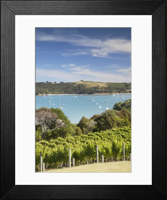 Framed Print : View of Putiki Bay from Goldie Room Vineyard and Restaurant, Waiheke Island, Auckland