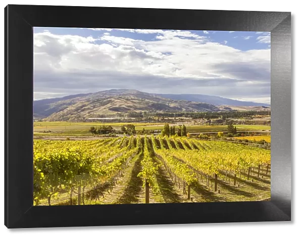 Vineyards, Bannockburn, Central Otago, South Island, New Zealand
