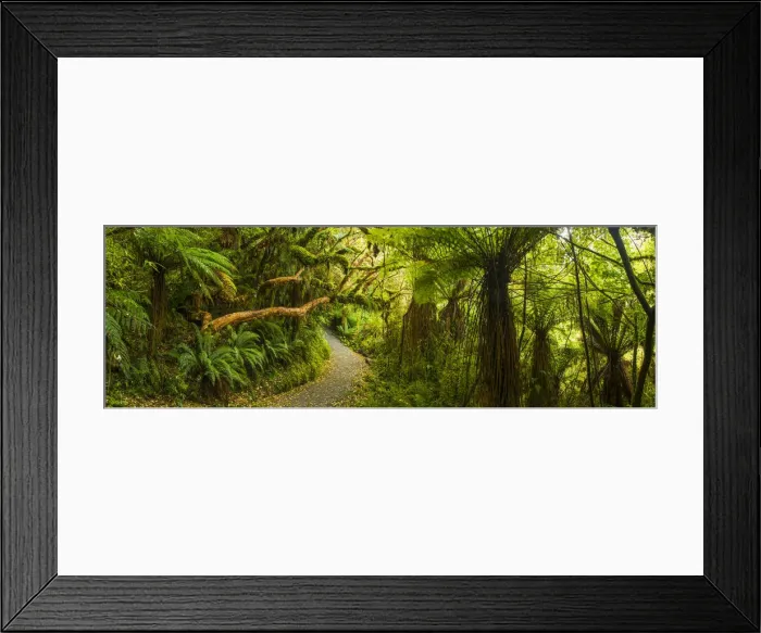 Framed Print : Path Through Tropical Rainforest, The Catlins, New Zealand Framed Print : Path Through Tropical Rainforest, The Catlins, New Zealand