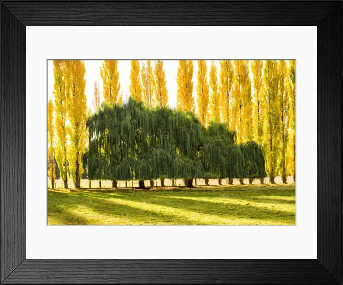 Framed Print : Willow & Poplar Trees in Autumn, New Zealand Framed Print : Willow & Poplar Trees in Autumn, New Zealand