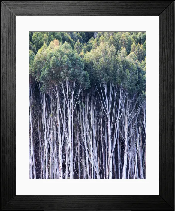 Framed Print : Gum Trees, New Zealand