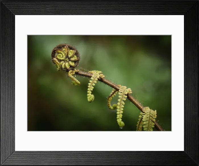 Framed Print : Oceania, New Zealand, Aotearoa, South Island, Fern tree Framed Print : Oceania, New Zealand, Aotearoa, South Island, Fern tree