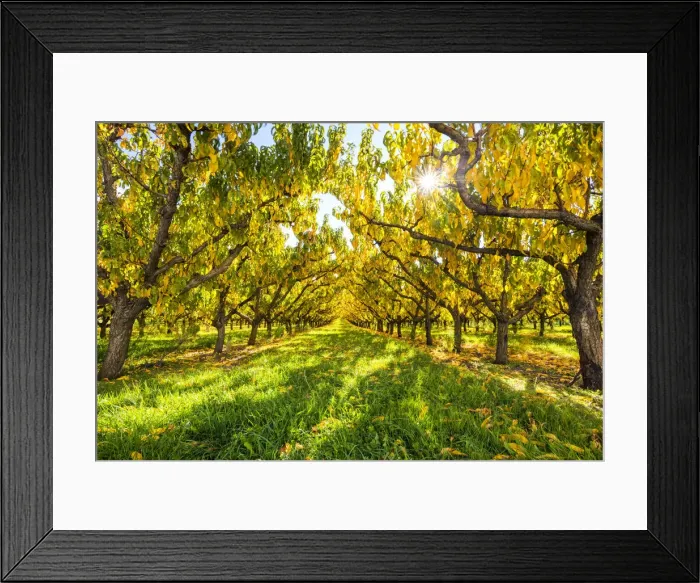 Framed Print : Apricot Trees in Autumn, Cromwell, New Zealand Framed Print : Apricot Trees in Autumn, Cromwell, New Zealand