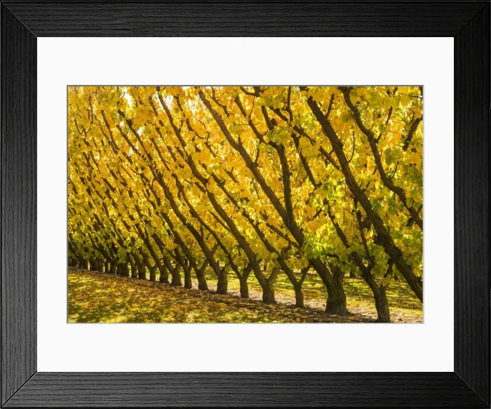 Framed Print : Apricot Trees in Autumn, Cromwell, New Zealand Framed Print : Apricot Trees in Autumn, Cromwell, New Zealand