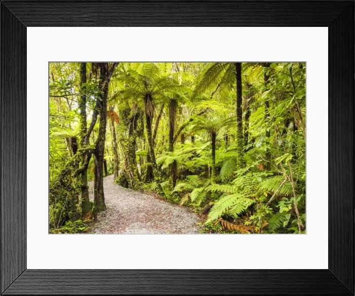 Framed Print : Path Through Tropical Rainforest, near Fox Glacier, New Zealand