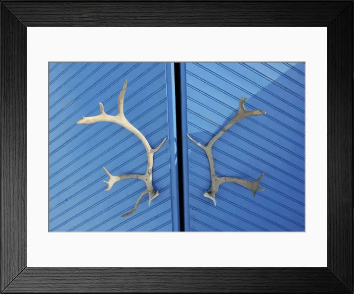 Framed Print : Caribou antlers, Norway