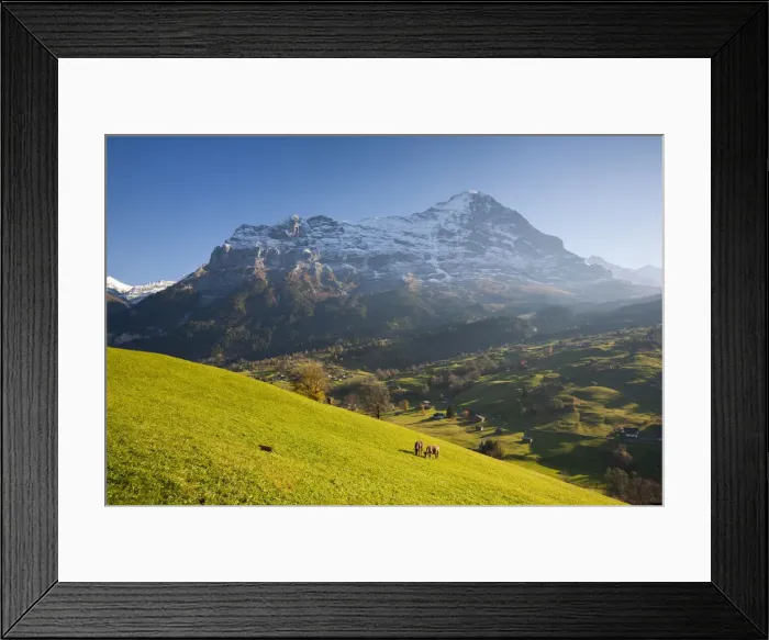Framed Print : Cows Grazing in Alpine Meadow, Eiger & Grindelwald, Berner Oberland, Switzerland Framed Print : Cows Grazing in Alpine Meadow, Eiger & Grindelwald, Berner Oberland, Switzerland