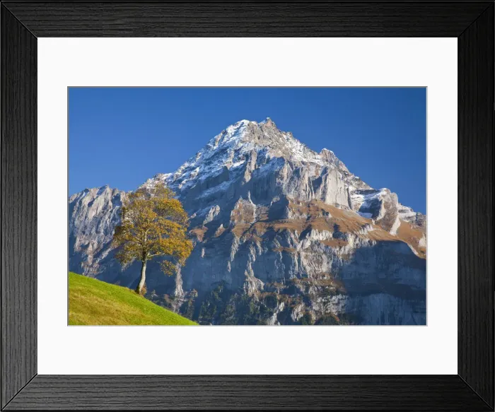 Framed Print : Autumn Color & Alpine Meadow, Wetterhorn & Grindelwald, Berner Oberland, Switzerland Framed Print : Autumn Color & Alpine Meadow, Wetterhorn & Grindelwald, Berner Oberland, Switzerland