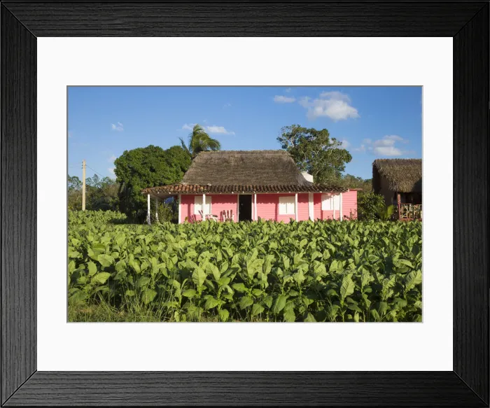 Framed Print : Tobacco Plantation, Pinar del Rio Province, Cuba