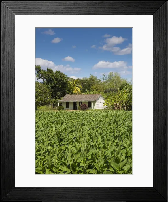 Framed Print : Tobacco Plantation, Pinar del Rio Province, Cuba Framed Print : Tobacco Plantation, Pinar del Rio Province, Cuba
