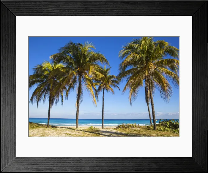Framed Print : Cuba, Varadero, Palm trees on Varadero beach
