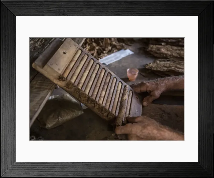 Framed Print : Rolling cigars at the Alejandro Robaina Tobacco Plantation, Pinar del Rio Province, Cuba Framed Print : Rolling cigars at the Alejandro Robaina Tobacco Plantation, Pinar del Rio Province, Cuba