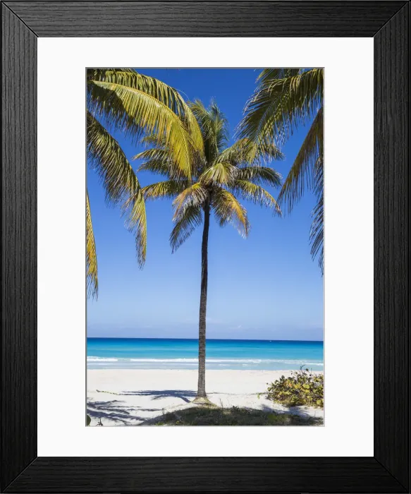 Framed Print : Cuba, Varadero, Palm trees on Varadero beach Framed Print : Cuba, Varadero, Palm trees on Varadero beach