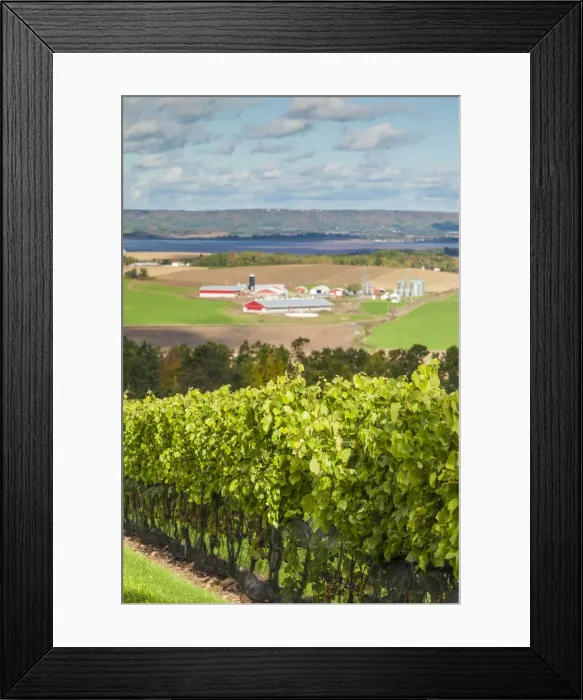 Framed Print : Canada, Nova Scotia, Annapolis Valley, Wolfville, a local vineyard Framed Print : Canada, Nova Scotia, Annapolis Valley, Wolfville, a local vineyard