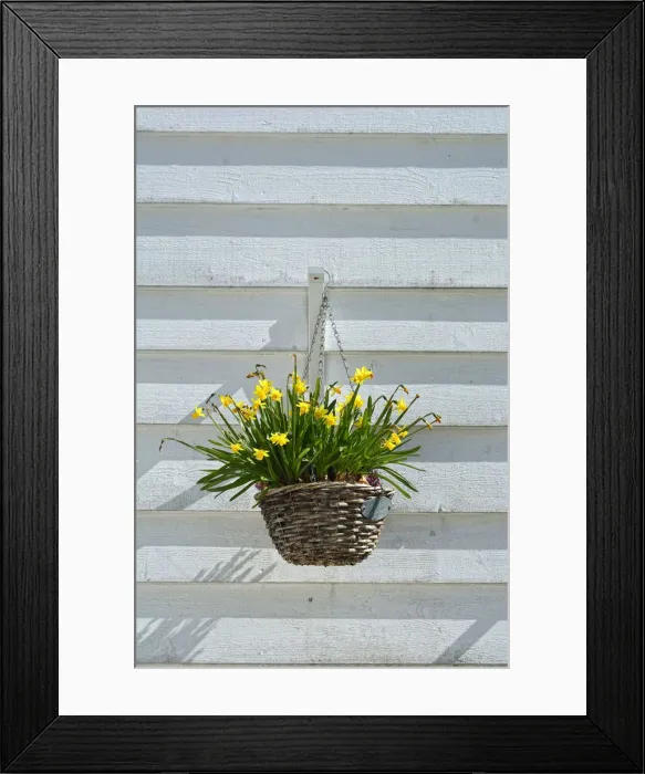 Framed Print : Flowers in a traditional fishermans house of Sandviken, Bergen. Norway Framed Print : Flowers in a traditional fishermans house of Sandviken, Bergen. Norway