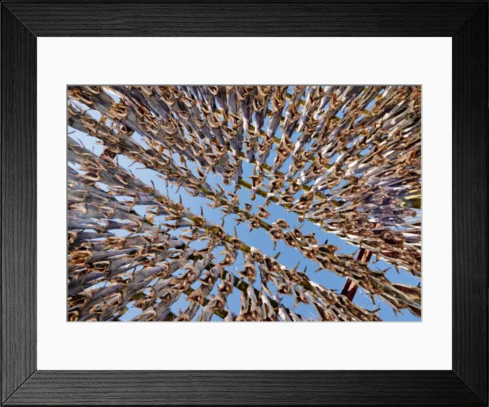 Framed Print : Patterns of Drying Cod, Lofoten Islands, Norway Framed Print : Patterns of Drying Cod, Lofoten Islands, Norway