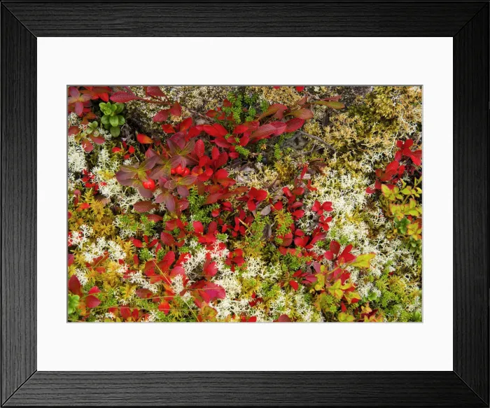 Framed Print : Lingonberries, Cowberries & Lichen, Lofoten Islands, Norway Framed Print : Lingonberries, Cowberries & Lichen, Lofoten Islands, Norway