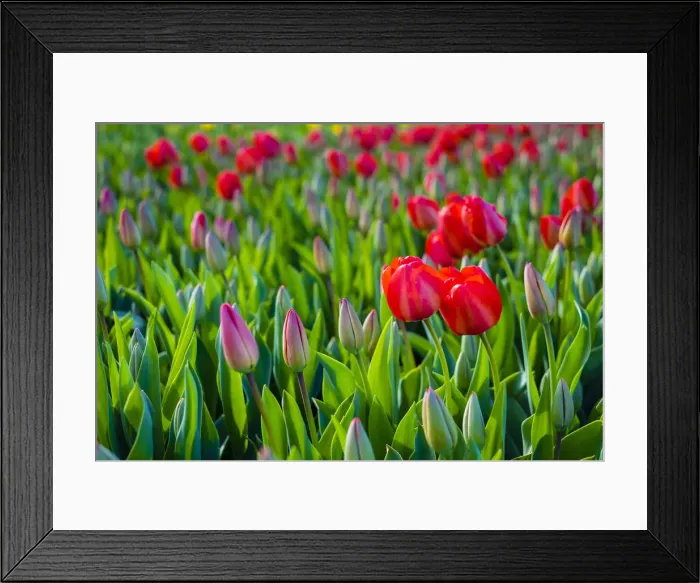 Framed Print : Netherlands, South Holland, Lisse. Dutch tulips in bloom in a bulb field in early spring