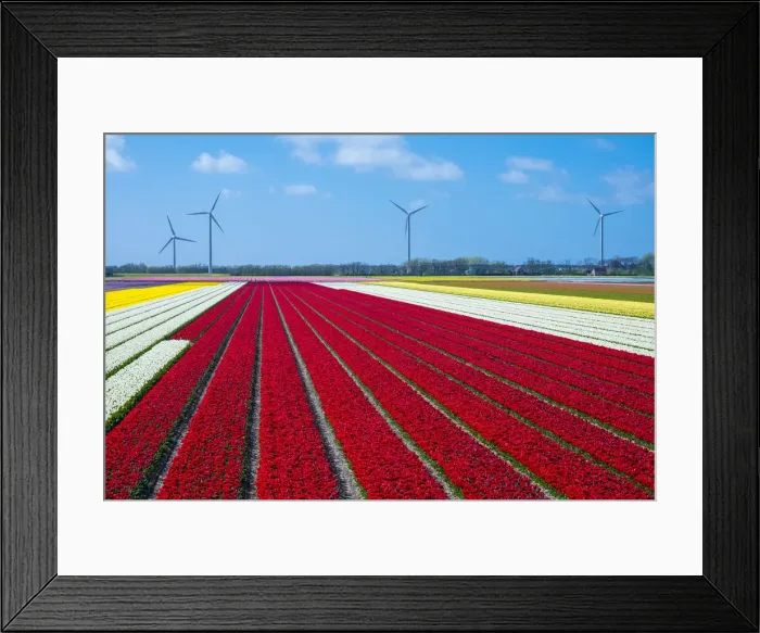 Framed Print : Netherlands, North Holland, Burgerbrug. Bright red tulip field in spring Framed Print : Netherlands, North Holland, Burgerbrug. Bright red tulip field in spring
