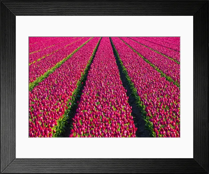 Framed Print : Netherlands, North Holland, Julianadorp. Colorful tulip flowers in a bulb field in spring Framed Print : Netherlands, North Holland, Julianadorp. Colorful tulip flowers in a bulb field in spring