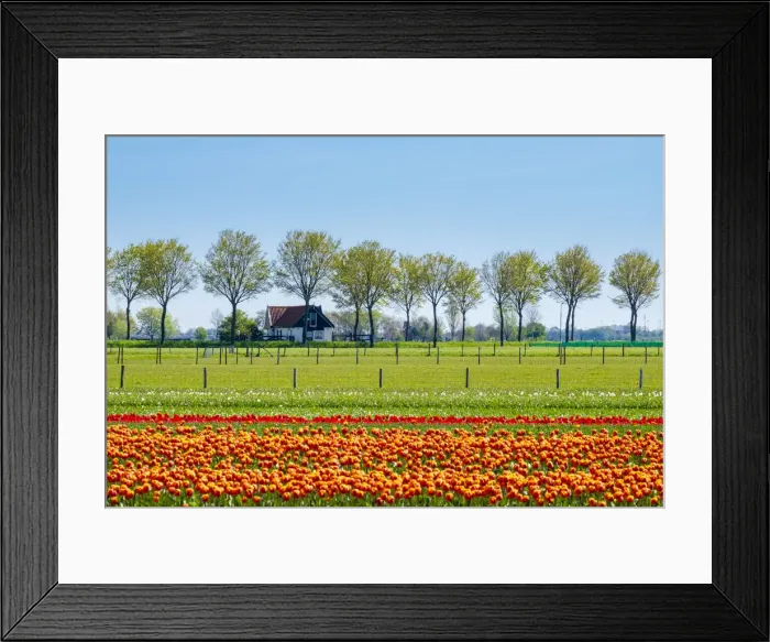 Framed Print : Netherlands, North Holland, Ursem. Tulips in bloom in front of a rural farm Framed Print : Netherlands, North Holland, Ursem. Tulips in bloom in front of a rural farm