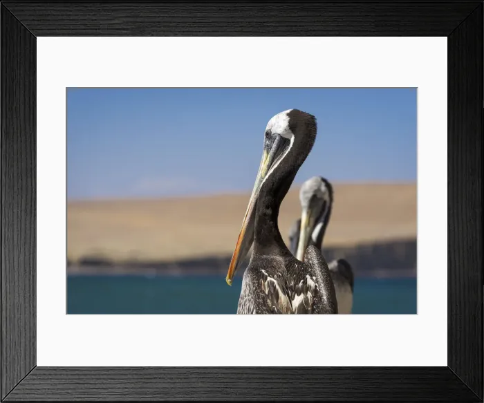 Framed Print : Close-up of Peruvian pelicans at Paracas National Reserve, Paracas, Pisco Province Framed Print : Close-up of Peruvian pelicans at Paracas National Reserve, Paracas, Pisco Province