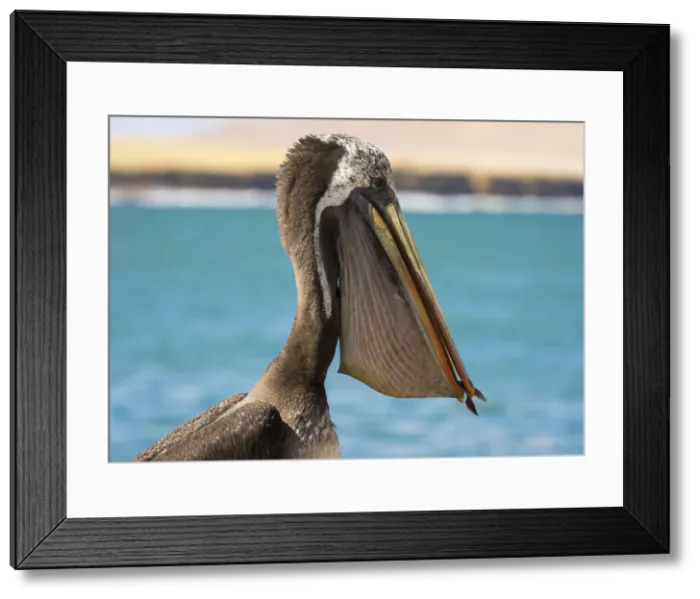 Framed Print : Close-up of Peruvian pelican with fish in throat pouch, Paracas National Reserve, Paracas
