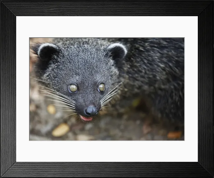 Framed Print : Asia, South East Asia, Philippines, Palawan, a Palawan Binturong (Arctictis binturong