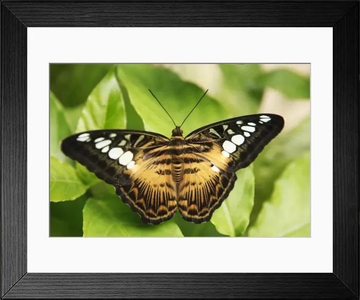 Framed Print : Asia, South East Asia, Philippines, Visayas, Philippines clipper butterfly, Parthenos Framed Print : Asia, South East Asia, Philippines, Visayas, Philippines clipper butterfly, Parthenos