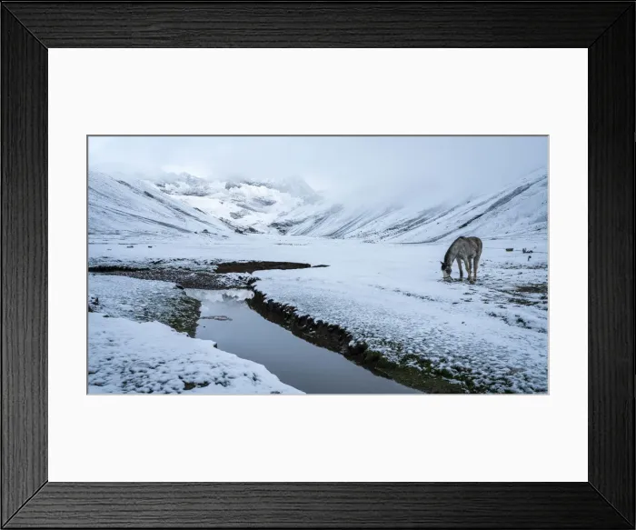 Framed Print : Horse grazing on snow covered landscape by stream in the Andes, Uchullujllo, Pitumarca Framed Print : Horse grazing on snow covered landscape by stream in the Andes, Uchullujllo, Pitumarca