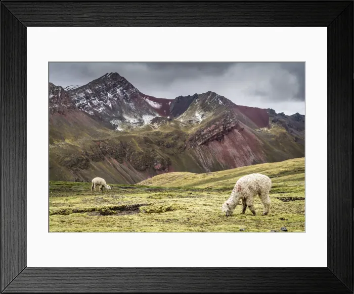 Framed Print : Llamas near Rainbow Mountain, Cusco Region, Peru Framed Print : Llamas near Rainbow Mountain, Cusco Region, Peru