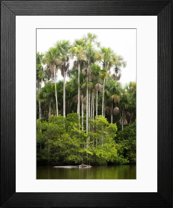 Framed Print : Lake Sandoval and Aguaje palms, Tambopata National Reserve, Puerto Maldonado, Madre Framed Print : Lake Sandoval and Aguaje palms, Tambopata National Reserve, Puerto Maldonado, Madre