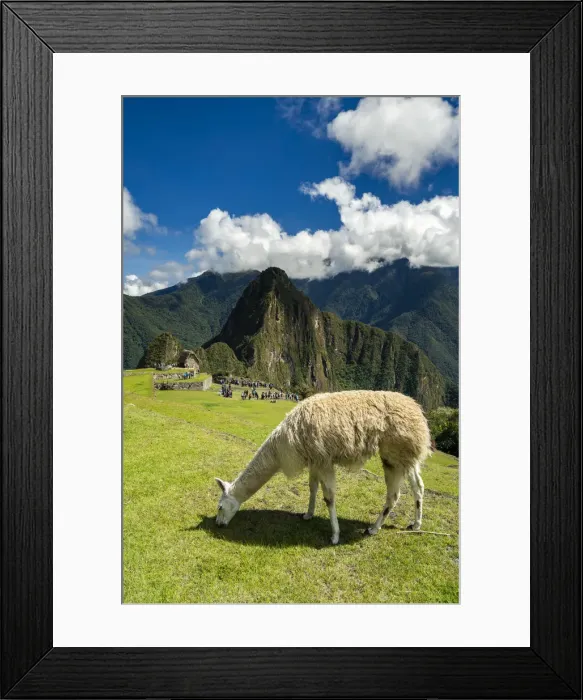 Framed Print : Llama grazing at historic Incan Machu Picchu on mountain in Andes, Cuzco Region, Peru Framed Print : Llama grazing at historic Incan Machu Picchu on mountain in Andes, Cuzco Region, Peru