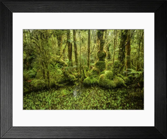 Framed Print : Oceania, New Zealand, Aotearoa, South Island, West Coast Swamp Forest