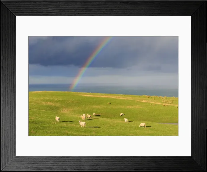 Framed Print : Flock of sheep grazing under a rainbow, Otago, South Island, New Zealand Framed Print : Flock of sheep grazing under a rainbow, Otago, South Island, New Zealand