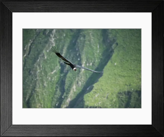 Framed Print : South America, Peru, Colca Canyon, soaring condor