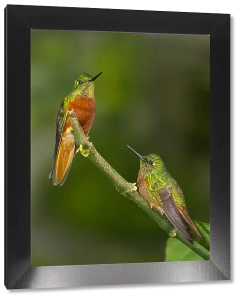 South America, Andes, Peru, Tambomachay, Cusco Province, Hummingbirds in cloud forest