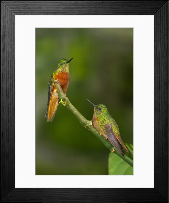 Framed Print : South America, Andes, Peru, Tambomachay, Cusco Province, Hummingbirds in cloud forest Framed Print : South America, Andes, Peru, Tambomachay, Cusco Province, Hummingbirds in cloud forest