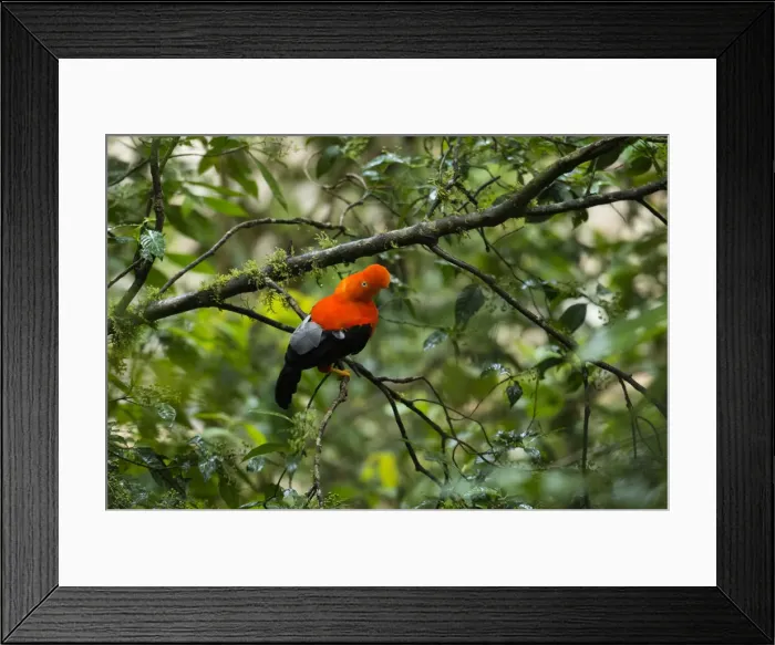 Framed Print : South America, Peru, Manu National Park, Cock of the rock Framed Print : South America, Peru, Manu National Park, Cock of the rock