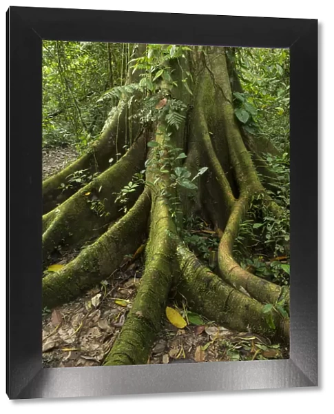 South America, Peru, Amazonia, Manu National Park, UNESCO World Heritage, tree in