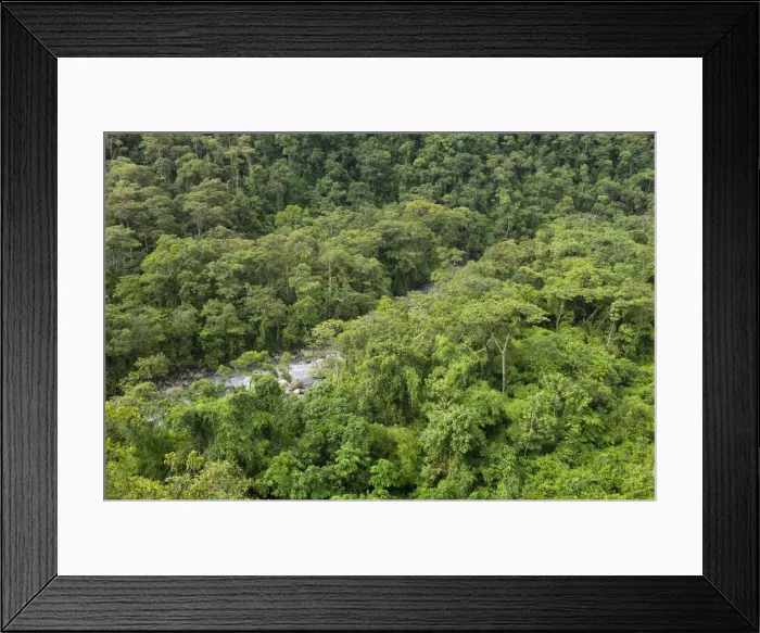 Framed Print : South America, Peru, Amazonia, Manu National Park, UNESCO World Heritage, cloud forest Framed Print : South America, Peru, Amazonia, Manu National Park, UNESCO World Heritage, cloud forest