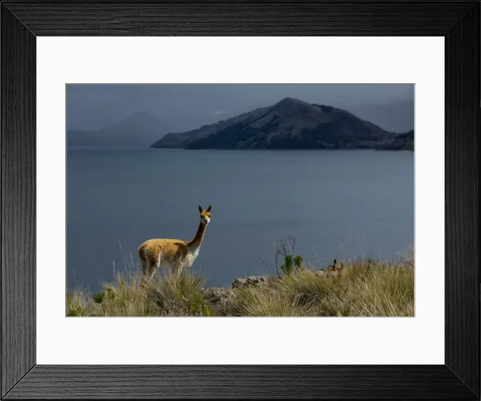 Framed Print : South America, Peru, Suasi island, Lake Tititaca, Vicugna vicugna, Vicuna at lake Framed Print : South America, Peru, Suasi island, Lake Tititaca, Vicugna vicugna, Vicuna at lake