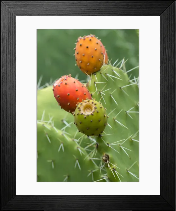 Framed Print : South America, Peru, Colca Canyon, cactus Framed Print : South America, Peru, Colca Canyon, cactus