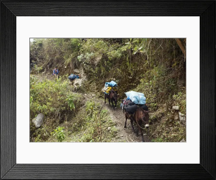 Framed Print : South America, Peru, Cusco. A Quechua porter and mules carrying baggage on the trail Framed Print : South America, Peru, Cusco. A Quechua porter and mules carrying baggage on the trail