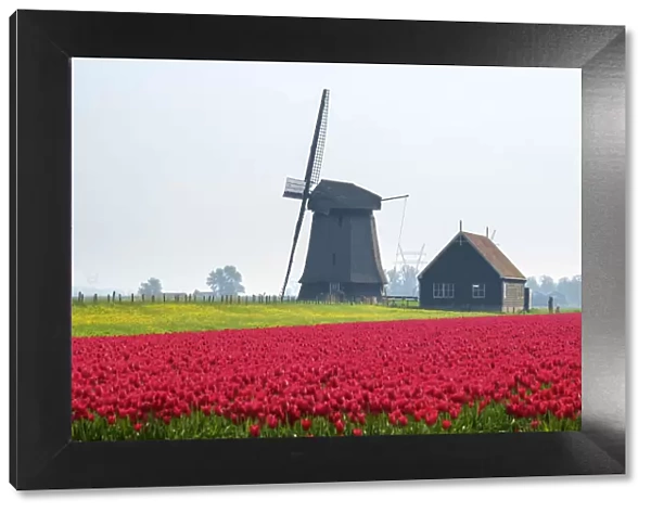 Windmill and red tulip fields in spring near village of Schermerhorn, North Holland