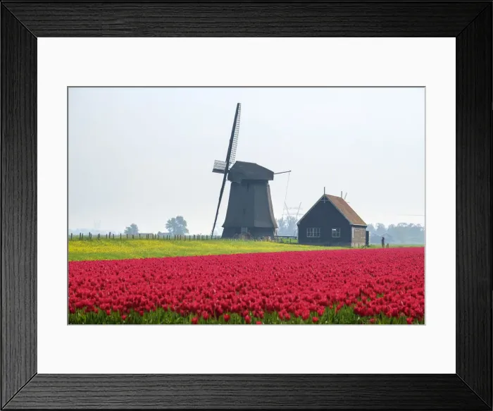 Framed Print : Windmill and red tulip fields in spring near village of Schermerhorn, North Holland Framed Print : Windmill and red tulip fields in spring near village of Schermerhorn, North Holland