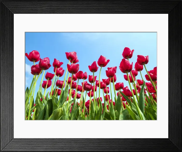 Framed Print : Low angle view of red tulip blossoms against blue sky, Ursem, North Holland, Netherlands Framed Print : Low angle view of red tulip blossoms against blue sky, Ursem, North Holland, Netherlands